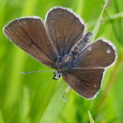 Eumedonia eumedon